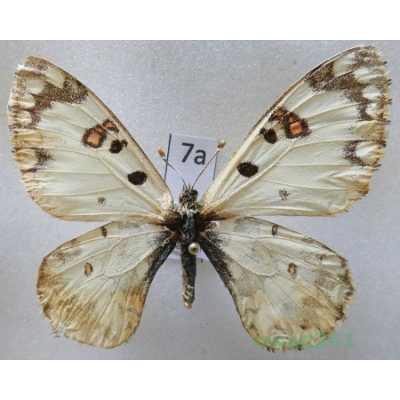 Hypermnestra helios Nickerl, 1846 Uzbekistan7a